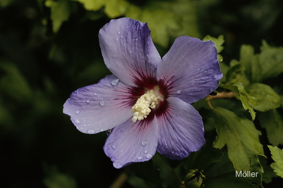 Straucheibisch Syrischer Eibisch (Hibiscus syriacus)