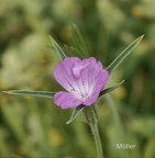 Ackernde Kornnelke (Agrostemma githago)