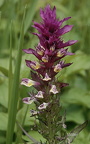 Acker-Wachtelweizen (Melapyrum arvense)