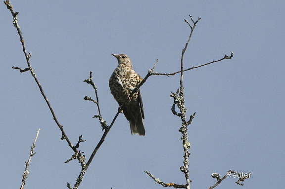 Misteldrossel (Turdus viscivorus)