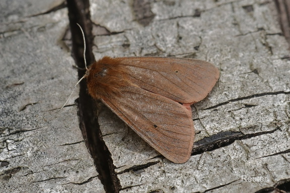 Zimtbär (Phragmatobia fuliginosa)