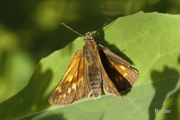 Rostfarbiger Dickkopffalter (Ochlodes sylvanus)