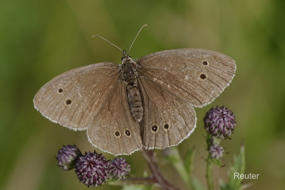 Brauner Waldvogel (Aphantopus hyperantus)