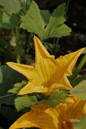 Zucchini (Curcubita pepo subsp.)