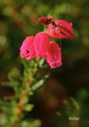 Glockenheide (Erica tetralix)