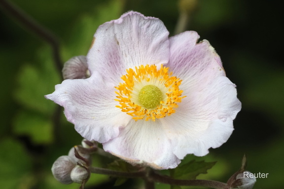 Herbst-Anemone (Anemone hupehensis)