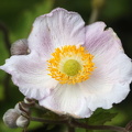 Herbst-Anemone (Anemone hupehensis)