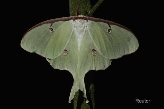 Mondspinner (Actias luna)