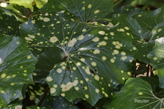 Leopardenpflanze oder Japanischer Scheingoldkolben (Farfugium japonicum)