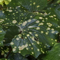 Leopardenpflanze oder Japanischer Scheingoldkolben (Farfugium japonicum)