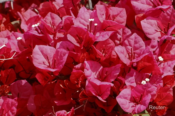 Drillingsblume (Bougainvillea)