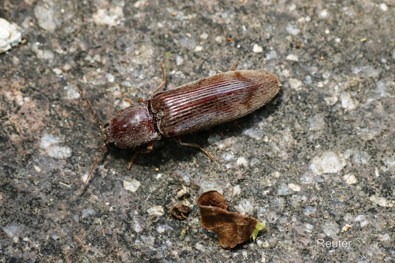 Zottiger Laub-Schnellkäfer (Stenagostus rhombeus)