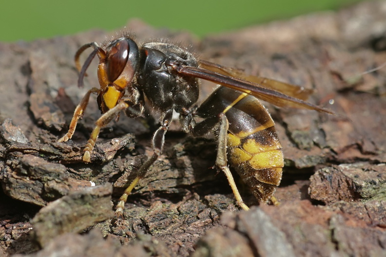 Asiatische Hornisse (Vespa velutina).jpg