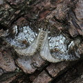 Möndchenfleck Bindenspanner (Dysstroma truncata)