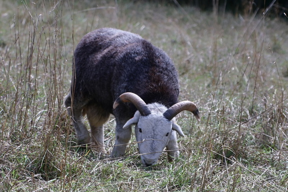 Herdwick-Schaf (Herdwick)