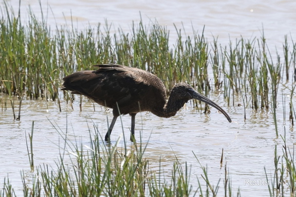 Brauner Sichler (Plegadis falcinellus)