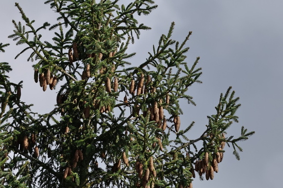 Gemeine Fichte (Picea abies)