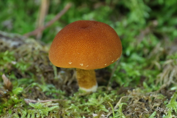 Orangegelber Schüppchenschnitzling (Flammulaster limulatu )