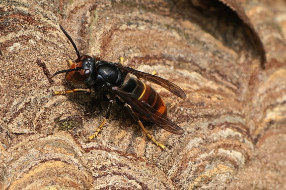 Asiatische Hornisse (Vespa velutina)
