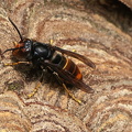 Asiatische Hornisse (Vespa velutina)