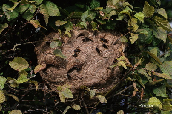 Asiatische Hornisse Nest (Vespa velutina)