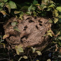 Asiatische Hornisse Nest (Vespa velutina)