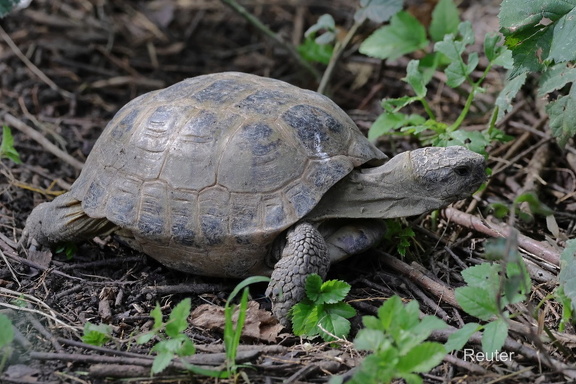 Vierzehenschildkröte (Testudo horsfieldii)