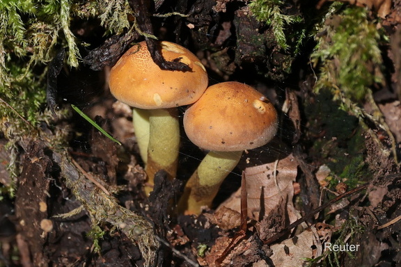 Ziegelroter Schwefelkopf (Hypholoma lateritium syn. Hypholoma sublateritium
