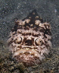 Himmelsgucker(Uranoscopus sulphureus)