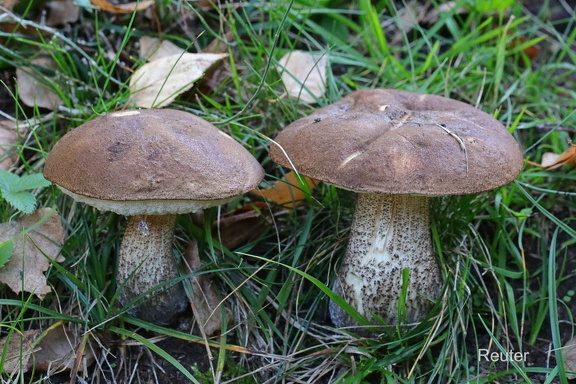 Gemeiner Birkenpilz (Leccinum scabrum)