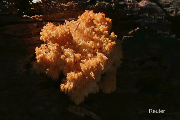 Ästigen Stachelbart (Hericium coralloides)