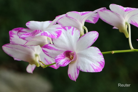 Dendrobium Enobi Purple