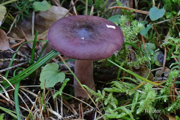 Buckeltäubling, (Russula caerulea)