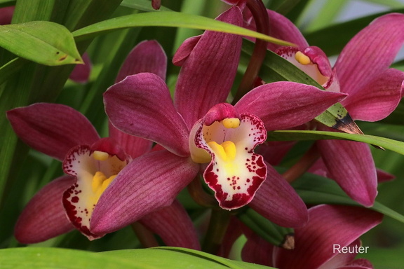 Kahnorchidee (Cymbidium floribundum Lindl)