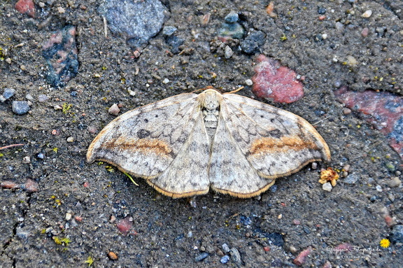 Heller Sichelflügler (Drepana falcataria)