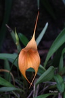 Waqanki-Orchidee (Masdevallia veitchiana)