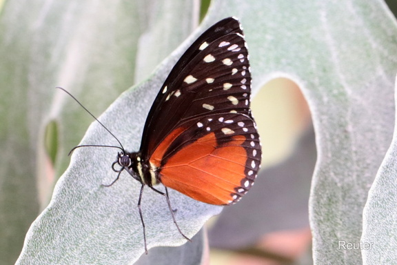 Passionsblumenfalter (Heliconius hecale)