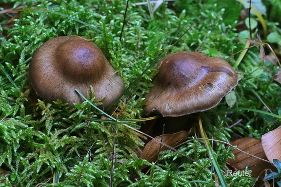 Dunkelbraune Gürtelfuß (Cortinarius brunneus)