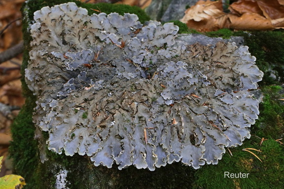 Gemeine Hundsflechte (Peltigera membranacea)