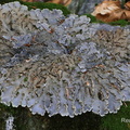 Gemeine Hundsflechte (Peltigera membranacea)