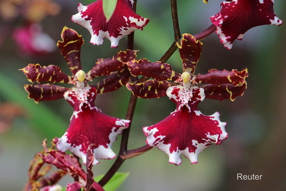 Dancing Lady Orchid (Oncidium Sharry)