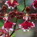 Dancing Lady Orchid (Oncidium Sharry)