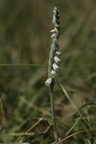 Herbst-Drehwurz Spiranthes spiralis)