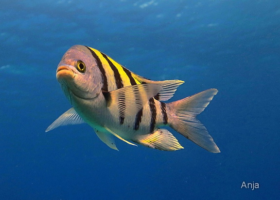 Gestreifter Sergeant (Abudefduf saxatilis)