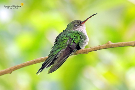 Rotschnabel-Jamaikasylphe (Trochilus polytmus)