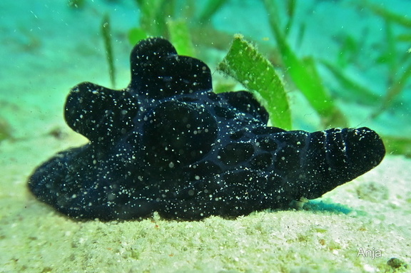 Schwarze Samt-Lamellarusschnecke (Coriocella nigra)