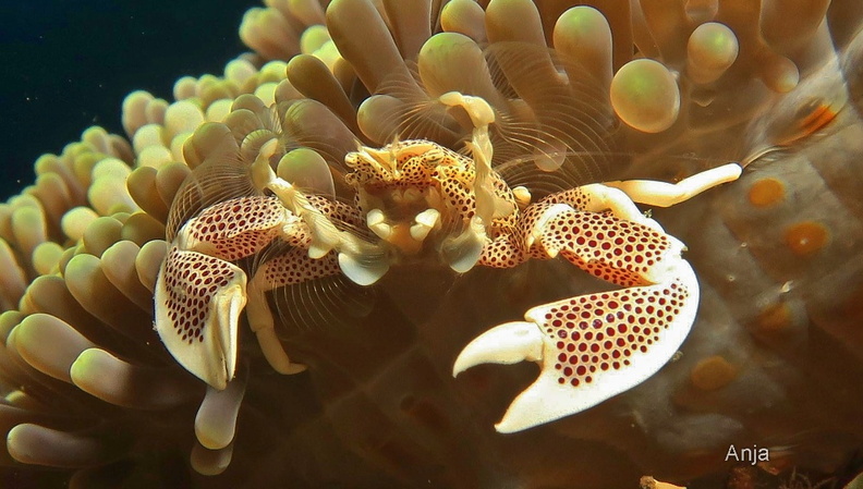 Anemonen-Porzellankrebs (Neopetrolisthes maculatus).jpg