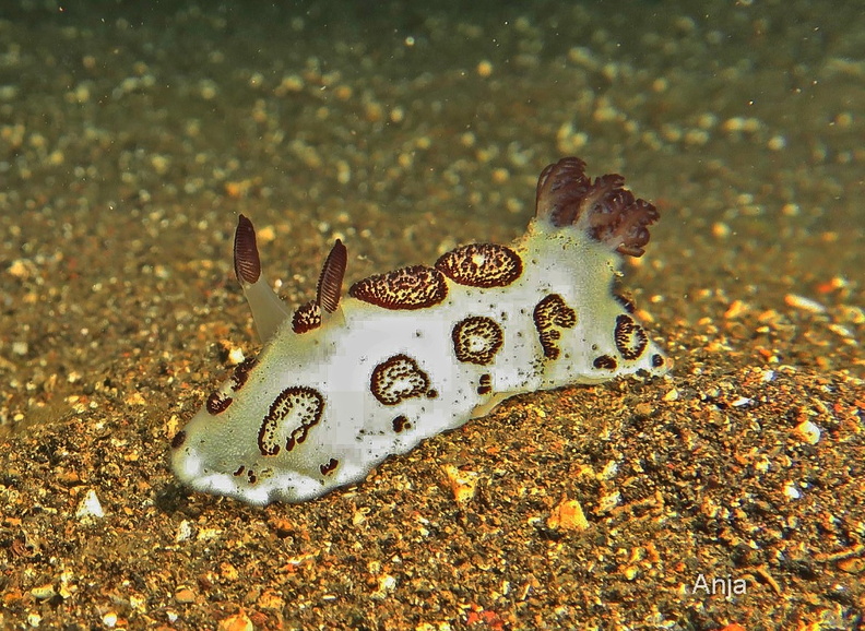 Gepunktete Jorunna (Jorunna funebris).jpg