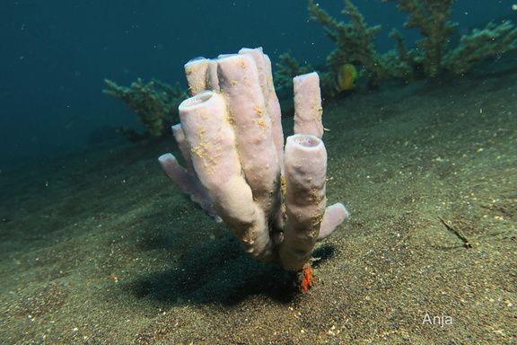 Kolonie-Siphonschwamm (Callyspongia (Callyspongia) siphonella)