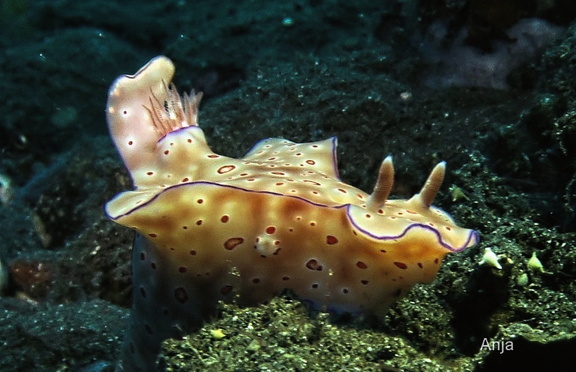 Prachtsternschnecke (Ceratosoma trilobatum)